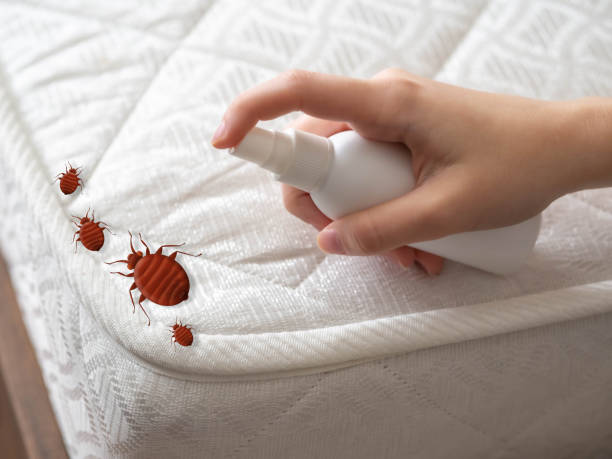 Best Wasp Removal Services  in Port Edwards, WI